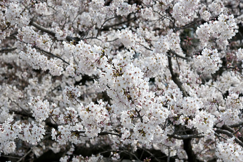 隅田川の桜_f0077849_1722883.jpg