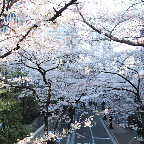 Sweet home Tokyo 40　六本木の桜_a0003650_22174259.jpg