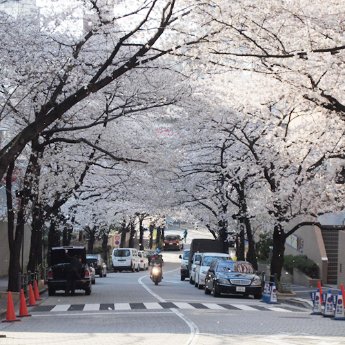 Sweet home Tokyo 40　六本木の桜_a0003650_22195460.jpg