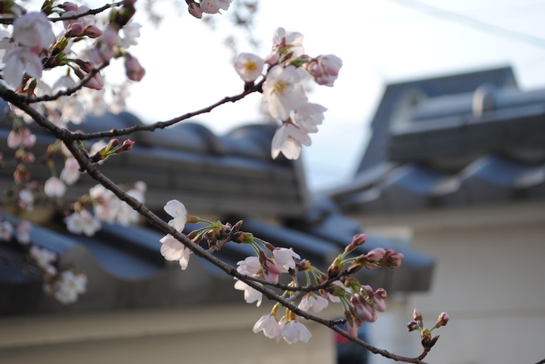 sakura saku_a0157651_2140693.jpg