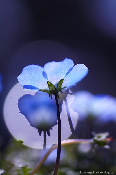 Nemophila_b0233456_2058552.jpg