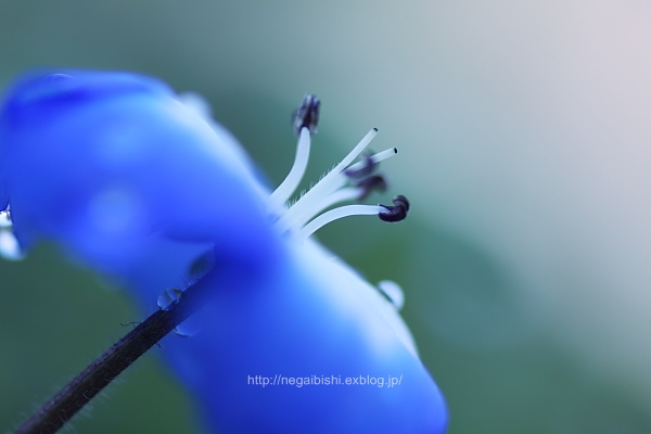 Nemophila_b0233456_210016.jpg