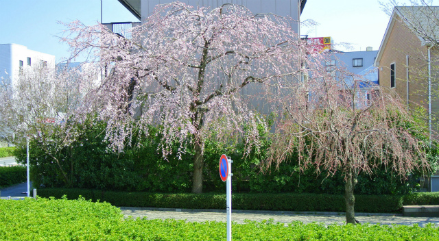 f0009256_144475.jpg