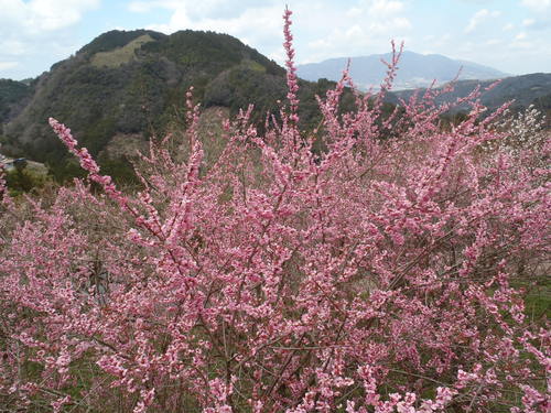 e0044657_0283685.jpg