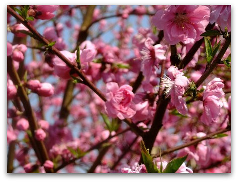 2012.4.5  peach blossom♪_c0097558_18493795.jpg