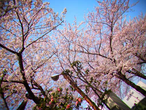 2012.4.5. sakura_d0029958_1213214.jpg