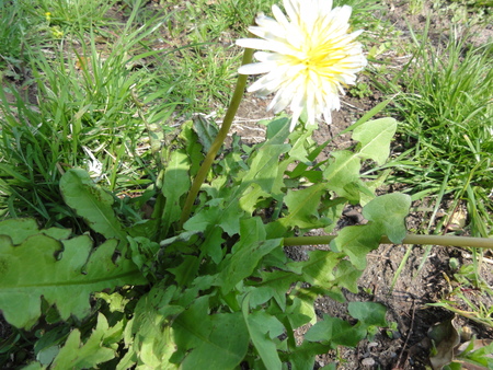 c0108460_1523642.jpg