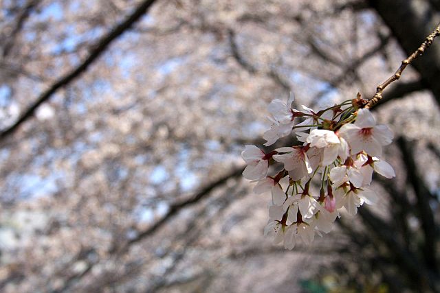 段子川（だんずがわ）の桜並木_e0220163_18232241.jpg