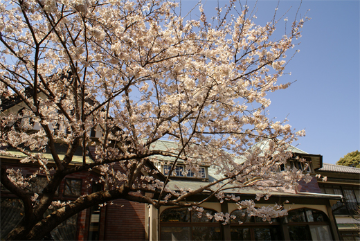 田戸台分庁舎一般公開「桜咲く」_e0150566_21502950.jpg