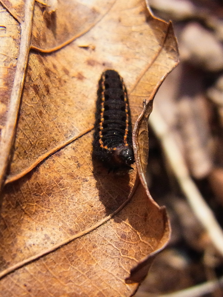 ウスバシロチョウ　　幼虫も綺麗。　　2012.4.1④埼玉県_a0146869_6522956.jpg