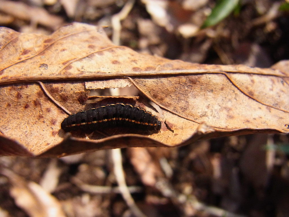 ウスバシロチョウ　　幼虫も綺麗。　　2012.4.1④埼玉県_a0146869_652413.jpg