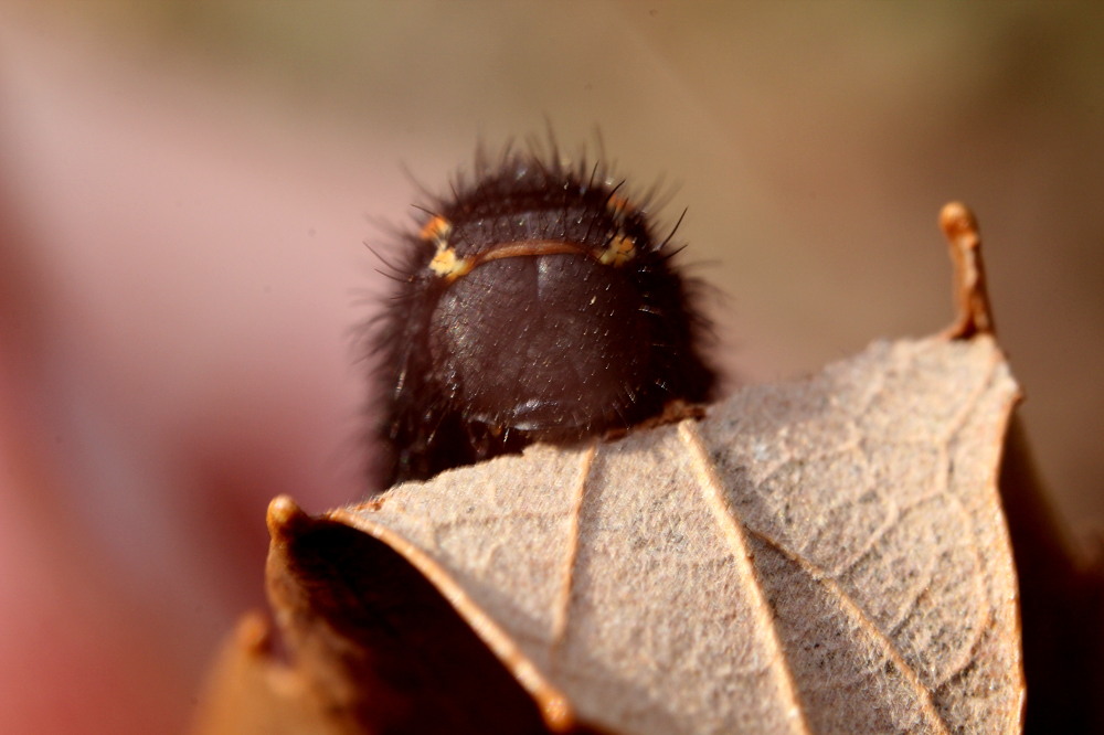 ウスバシロチョウ　　幼虫も綺麗。　　2012.4.1④埼玉県_a0146869_655678.jpg