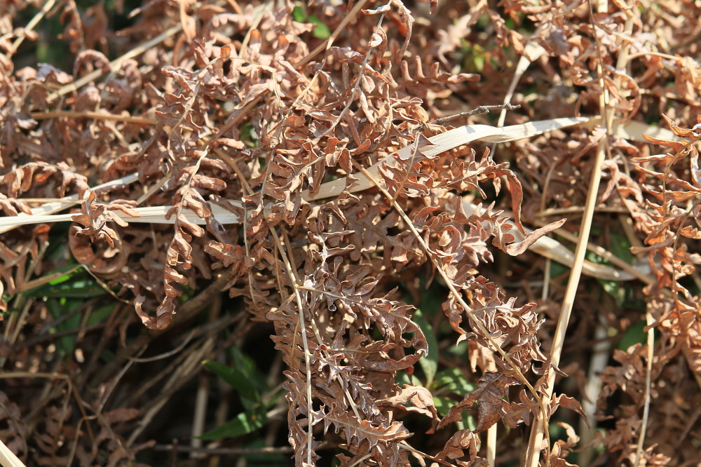 ウスバシロチョウ　　幼虫も綺麗。　　2012.4.1④埼玉県_a0146869_6564926.jpg