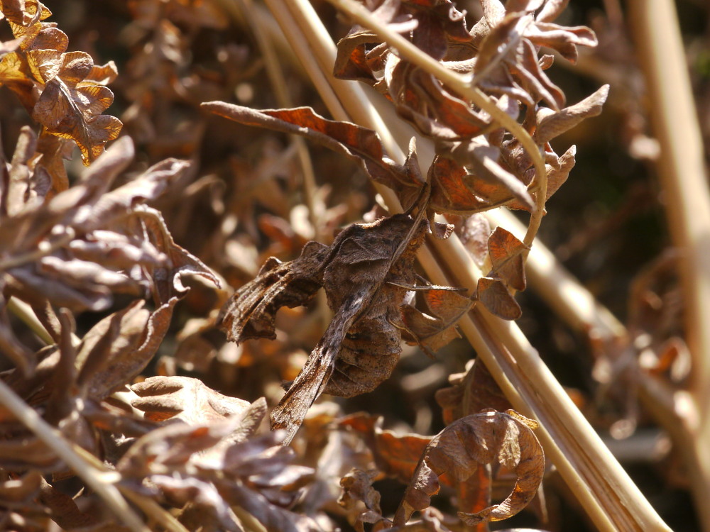 ウスバシロチョウ　　幼虫も綺麗。　　2012.4.1④埼玉県_a0146869_657021.jpg