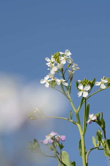 だいこんの花_b0170969_23475413.jpg