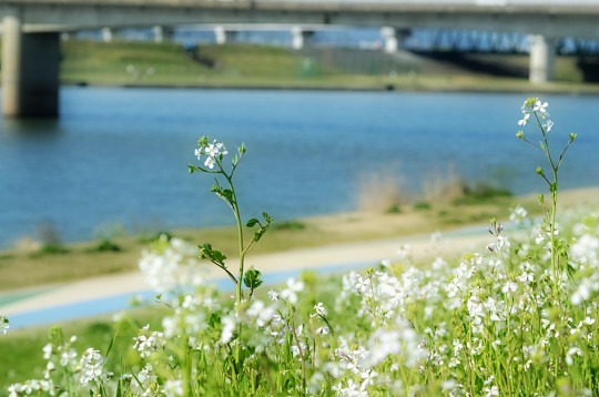 だいこんの花_b0170969_235034100.jpg