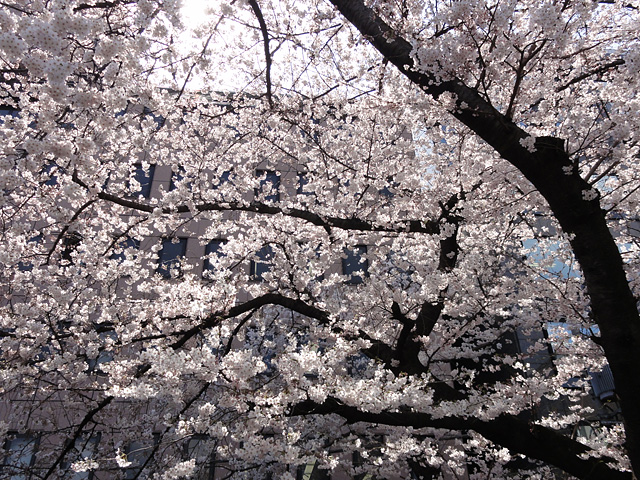 神田明神の桜 （4/5）_b0006870_21412056.jpg