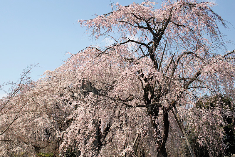 ［ここで途中ですが］今日の桜 2012年4月5日_d0123571_23191257.jpg