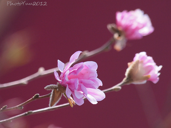 バラ園の花2）_b0078874_893764.jpg