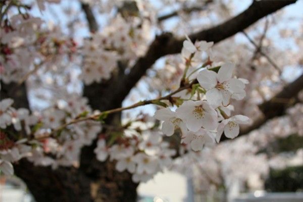 ☆私の標準木（北小の桜）_f0003174_15524382.jpg