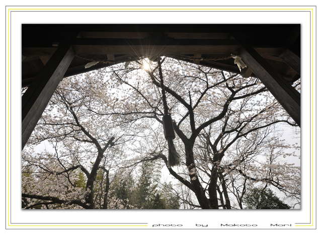 桜_a0236775_19383263.jpg