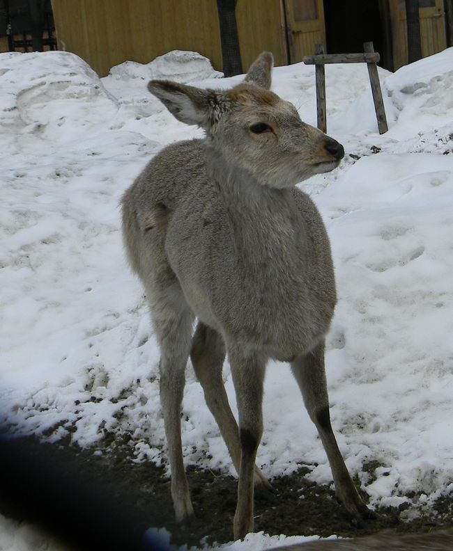 動物園と入園者数_b0014576_732075.jpg