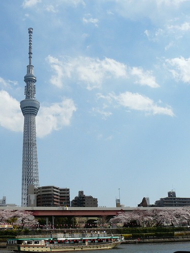 お花見　上野の桜＆浅草のランチ＆浜離宮の菜の花_e0055176_2123193.jpg