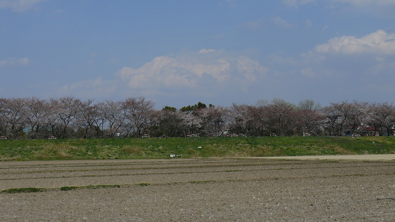 【 日記 4/5 】　桜咲く_a0185081_1826332.jpg