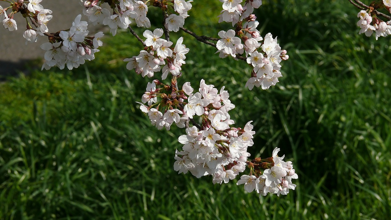 【 日記 4/5 】　桜咲く_a0185081_18263970.jpg