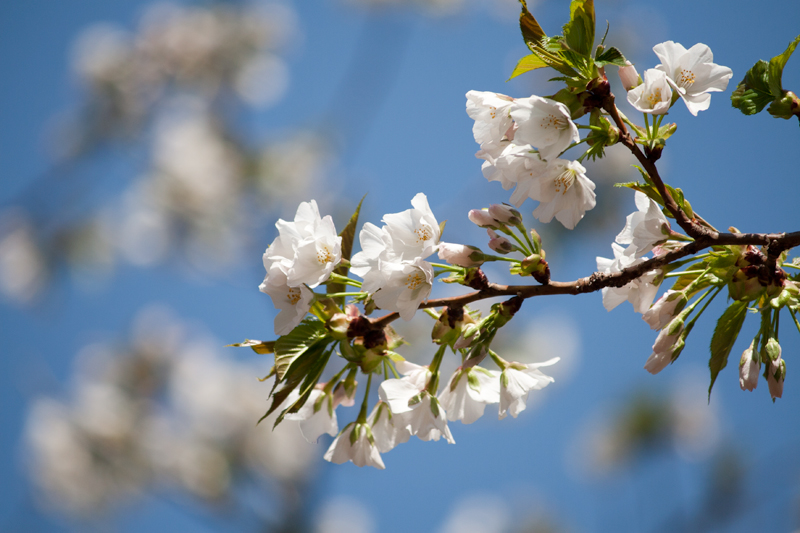 大島桜_a0246781_14471653.jpg