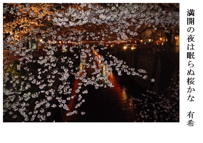 夜桜_a0248481_23591969.jpg