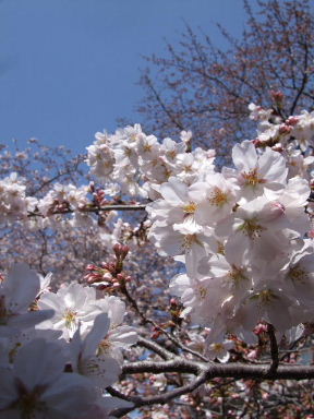 今年の桜と明治２９年の桜_f0039281_2252719.jpg