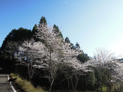 天日干しと水盤。_d0195183_149059.jpg