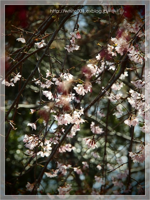 しだれ桜　　咲きはじめ♪_e0027083_7152992.jpg