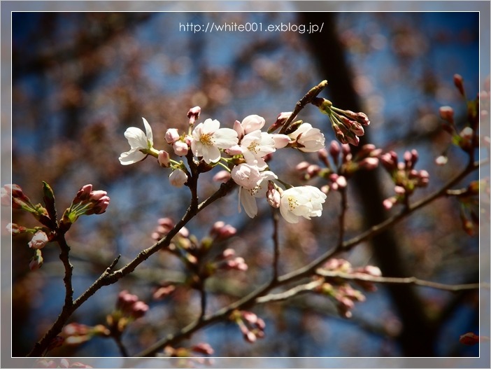 しだれ桜　　咲きはじめ♪_e0027083_7225859.jpg