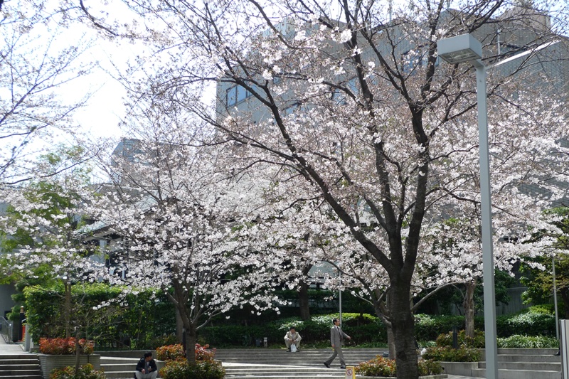 六本木ヒルズの桜 ②_a0127090_2031375.jpg