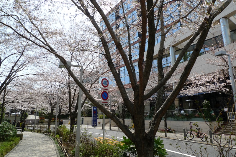 六本木ヒルズの桜 ②_a0127090_2031571.jpg