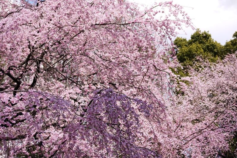 六義園のしだれ桜_a0127090_21301017.jpg