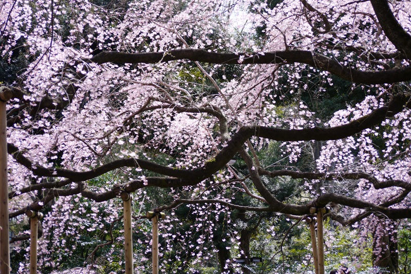 六義園のしだれ桜_a0127090_21304066.jpg