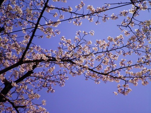 仲ムセン桜カフェでお花見_c0223591_13344874.jpg