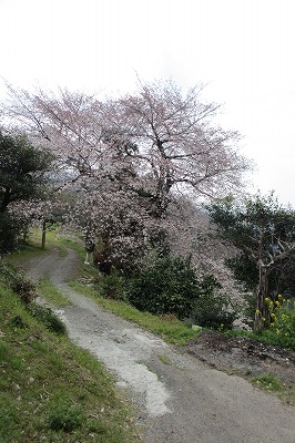 ２０１２平家五大山桜（山川町）・千寿の楽しい歴史_a0137997_14102543.jpg