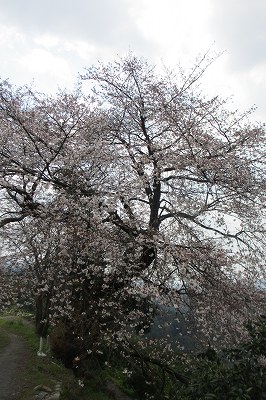 ２０１２平家五大山桜（山川町）・千寿の楽しい歴史_a0137997_14104066.jpg