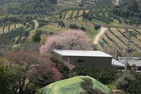 ２０１２平家五大山桜（山川町）・千寿の楽しい歴史_a0137997_1415319.jpg