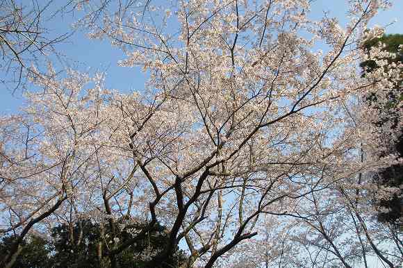 ２０１２森山宮の桜とツワ採り・千寿の楽しい歴史_a0137997_9531422.jpg