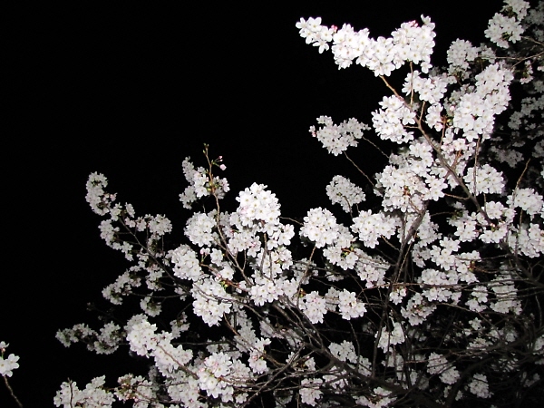 夜桜＠地元の公園_f0033598_21204953.jpg