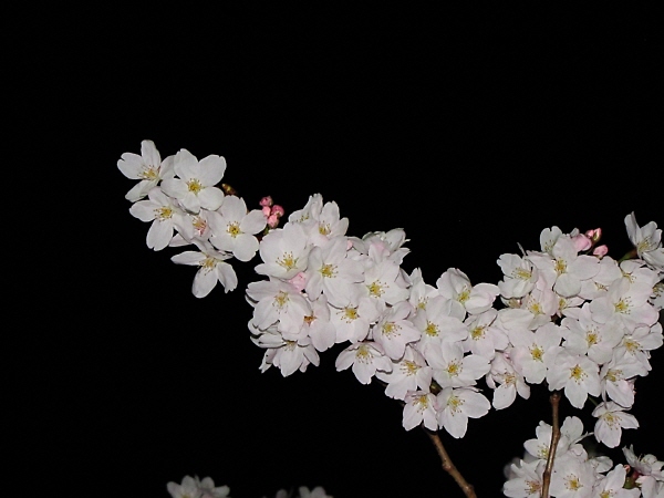 夜桜＠地元の公園_f0033598_2121334.jpg