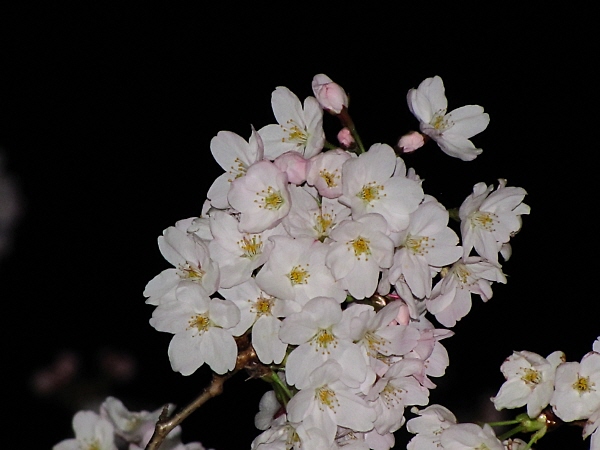 夜桜＠地元の公園_f0033598_2121437.jpg