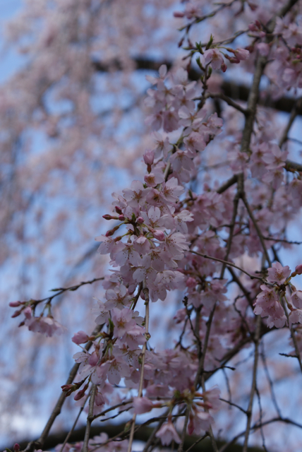 sakura2012＠京都御所。_f0179202_1911875.jpg