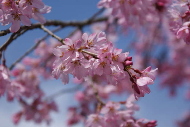 sakura2012＠京都御所。_f0179202_1983947.jpg