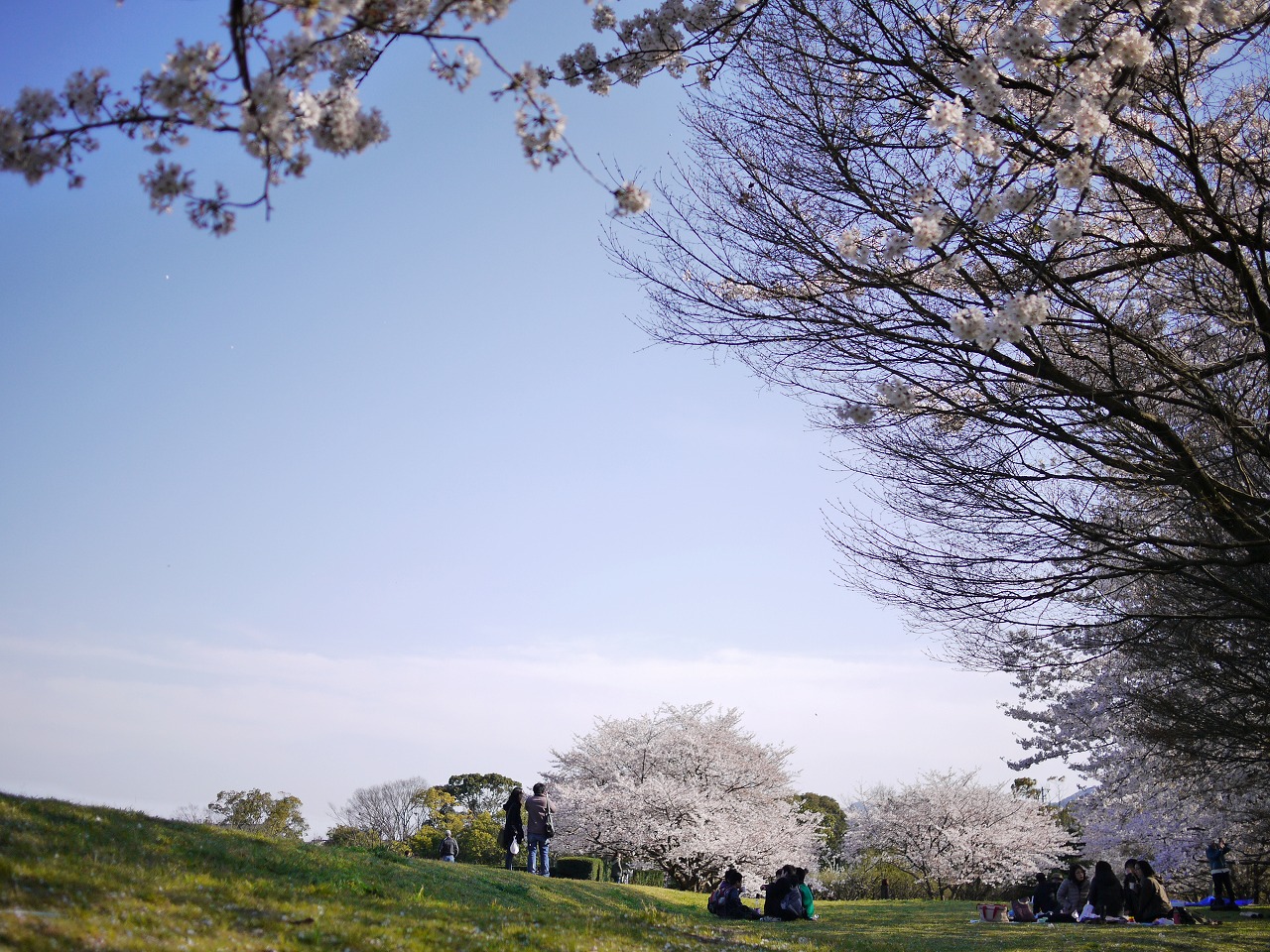 SAKURA_c0198903_19482449.jpg